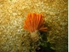 Photo of Sea Pen - Eudistylia polymorpha