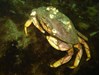 Photo of Dungeness Crab - Metacarcinus magister