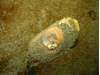 Photo of Moon Snail - Euspira lewisii