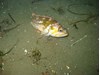 Photo of Copper Rockfish - Sebastes caurinus