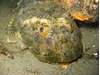 Photo of Great Sculpin - Myoxocephalus polyacanthocephalus