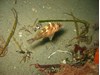 Photo of Brown Rockfish - Sebastes auriculatus