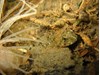 Photo of Sculpin - Enophrys bison
