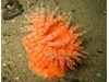 Photo of Swimming Anemone - Stomphia didemon