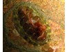 Photo of Lined Chiton - Tonicella lineata