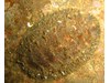 Photo of Hairy Chiton - Mopalia kennerleyi