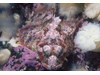 Photo of Red Irish Lord - Hemilepidotus hemilepidotus