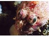 Photo of Red Irish Lord - Hemilepidotus hemilepidotus