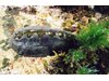Photo of Black Leather Chiton - Katharina tunicata