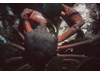 Photo of Kelp Crab - Pugettia producta