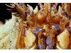 Photo of King Crab - Lopholithodes mandtii