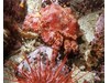 Photo of King Crab - Lopholithodes mandtii