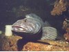 Photo of Lingcod - Ophiodon elongatus