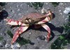 Photo of Slender Crab - Metacarcinus gracilis