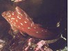 Photo of Kelp Greenling - Hexagrammos decagrammus
