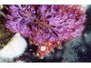 Photo of Iridescnet Seaweed - Fauchea laciniata