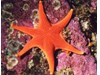 Photo of Red Sea Star - Mediaster aequalis
