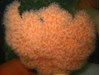 Photo of Anemone - Metridium farcimen