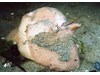 Photo of Moon Snail - Euspira lewisii