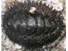 Photo of Mossy Chiton - Mopalia muscosa