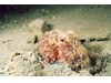Photo of Red Octopus - Octopus rubescens