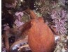 Photo of Giant Pacific Octopus - Enteroctopus dofleini