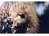 Photo of Giant Pacific Octopus - Enteroctopus dofleini