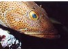 Photo of Lingcod - Ophiodon elongatus