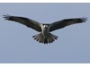 Photo of Pandion haliaetus