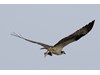Photo of Pandion haliaetus