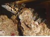 Photo of Painted Greenling - Oxylebius pictus