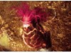 Photo of Pedal Sea Cucumber - Psolus chitonoides