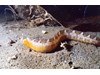 Photo of Crescent Gunnel - Pholis laeta