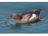Photo of Pigeon Guillemot With A Gunnel In Its Mouth - Cepphus columba