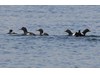 Photo of Pigeon Guillemots - Cepphus columba