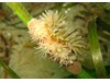 Photo of Epiactis prolifera