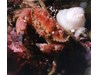Photo of Pygmy Rock Crab - Cancer oregonensis