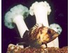 Photo of Quillback Rockfish - Sebastes maliger