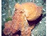 Photo of Red Octopus - Octopus rubescens