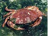 Photo of Red Rock Crab - Cancer productus