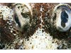 Photo of Red Irish Lorad - Hemilepidotus hemilepidotus