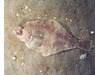 Photo of Rock Sole - Pleuronectes bilineatus