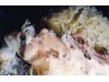 Photo of Sailfin Sculpin - Nautichthys oculofascistus