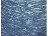 Photo of Sandlance - Ammodytes hexapterus