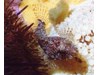 Photo of Scalyhead Sculpin - Artedius harringtoni