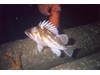 Photo of Copper Rockfish - Sebastes caurinus