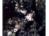Photo of Serpulid Worm Tubes - Serpula columbiana