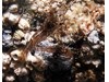 Photo of Shrimp - Pandalus danae