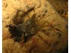 Photo of Shrimp - Pandalus danae