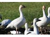 Photo of Snow Goose - Chen caerulescens